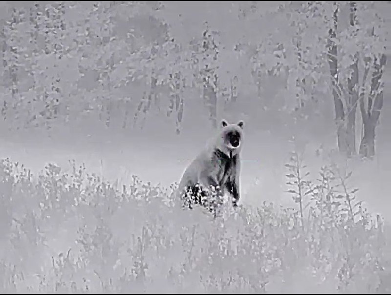 Трофейная охота